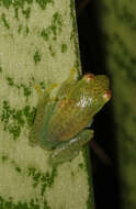 Image of Water Lily Frog