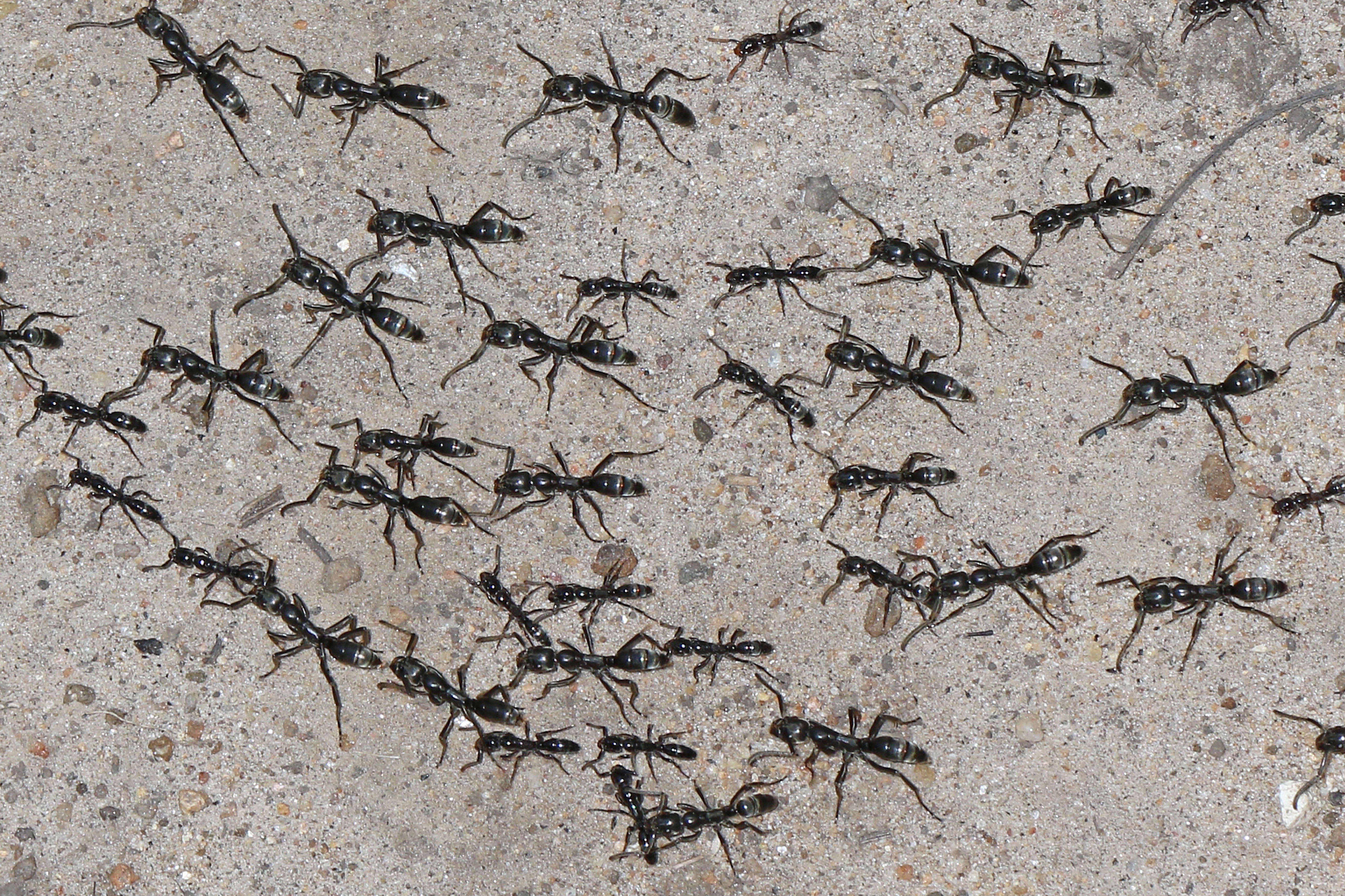 Image of Matabele ant