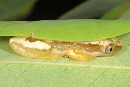 Image of Pickersgill's Banana Frog