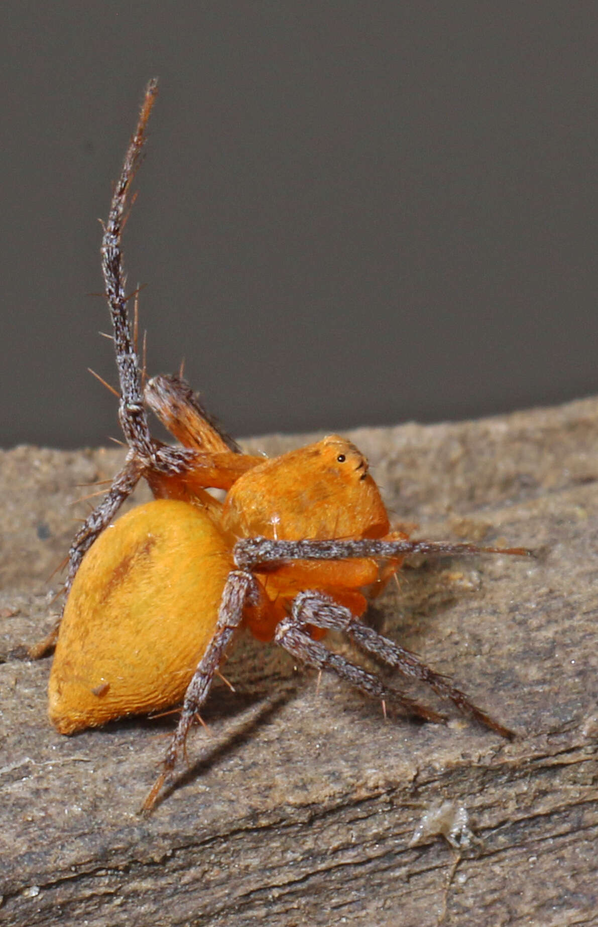 Image of lynx spider