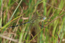 Image of Long Skimmer