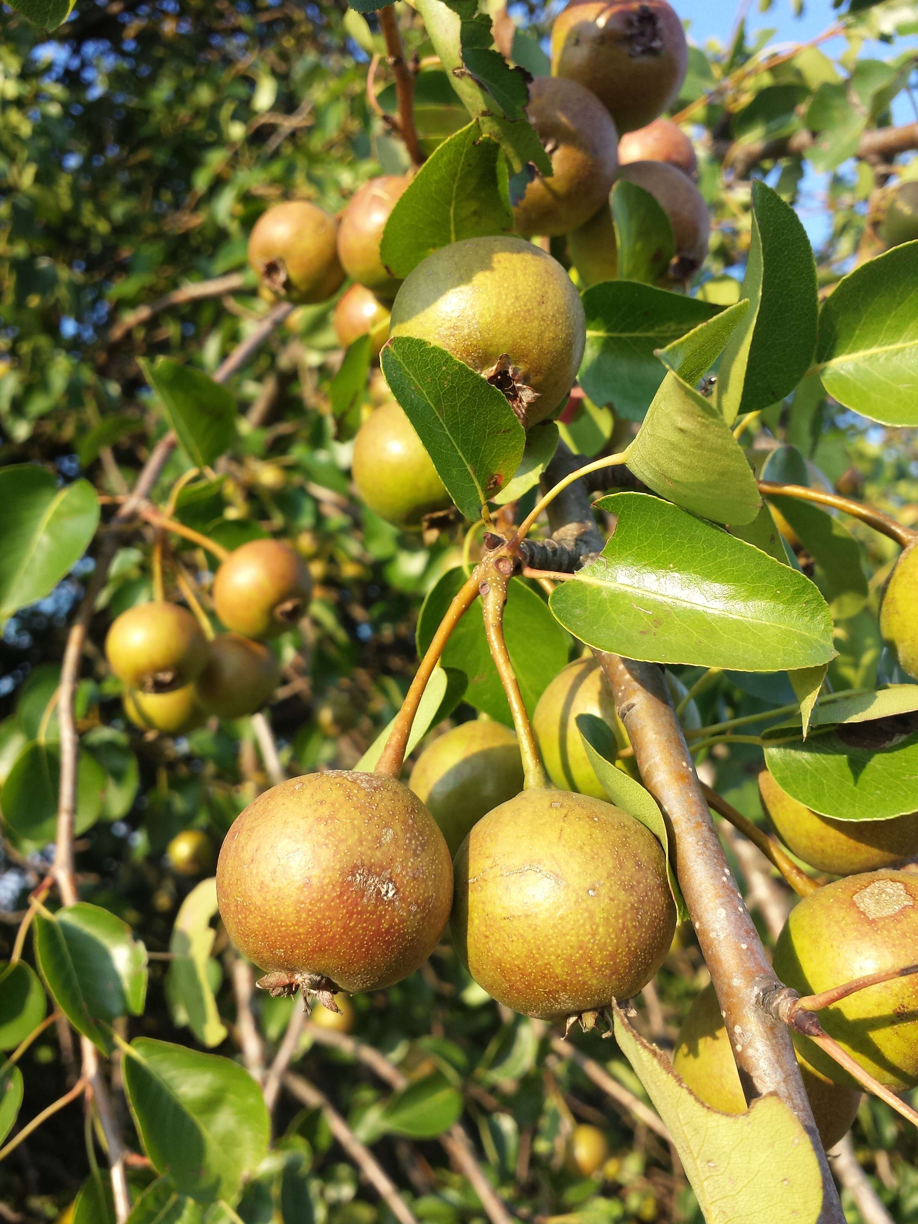 Plancia ëd Pyrus communis subsp. pyraster (L.) Ehrh.