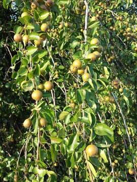 Plancia ëd Pyrus communis subsp. pyraster (L.) Ehrh.