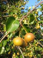 Plancia ëd Pyrus communis subsp. pyraster (L.) Ehrh.