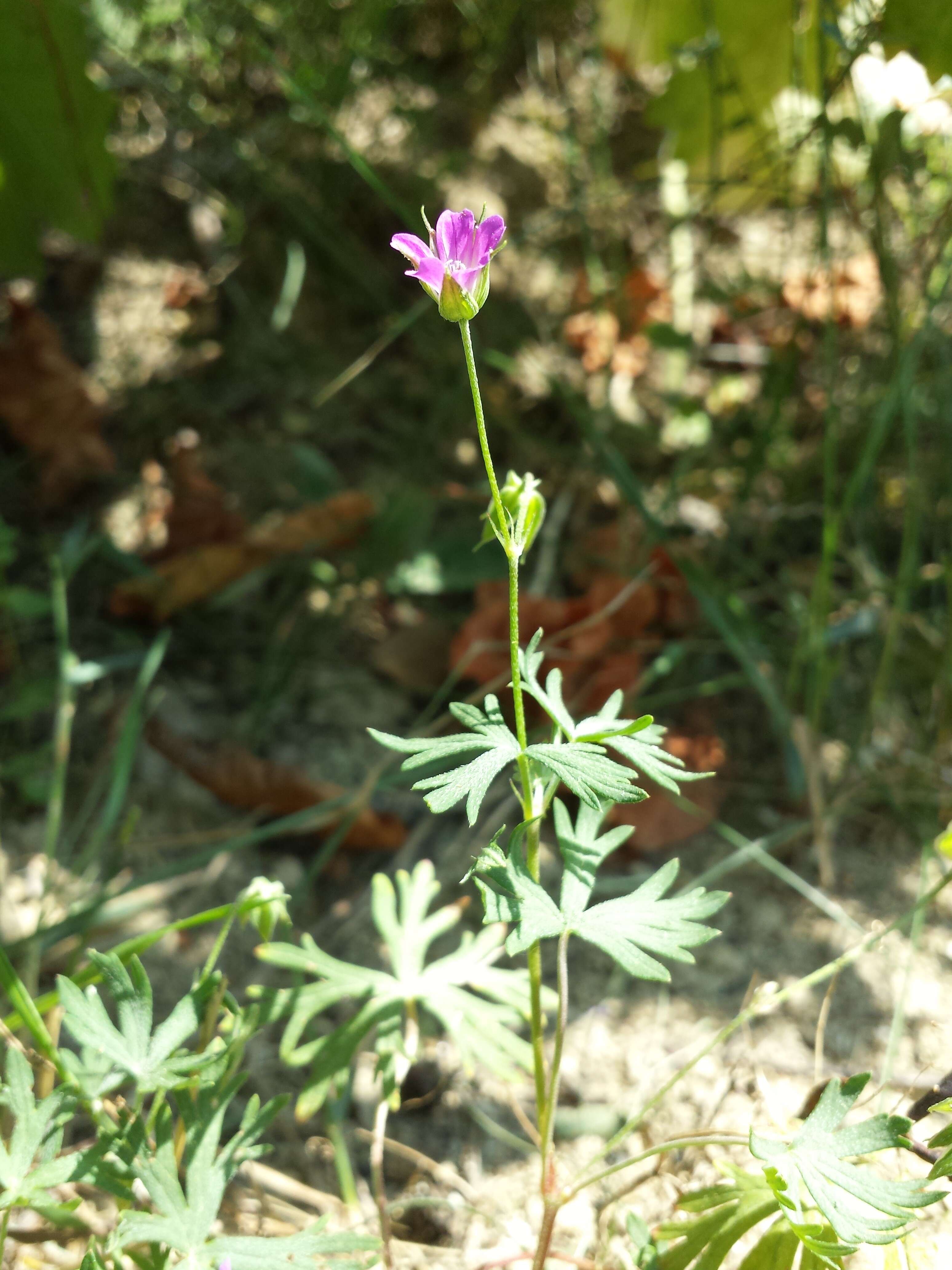 Imagem de Geranium columbinum L.