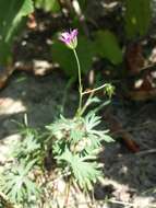 Imagem de Geranium columbinum L.