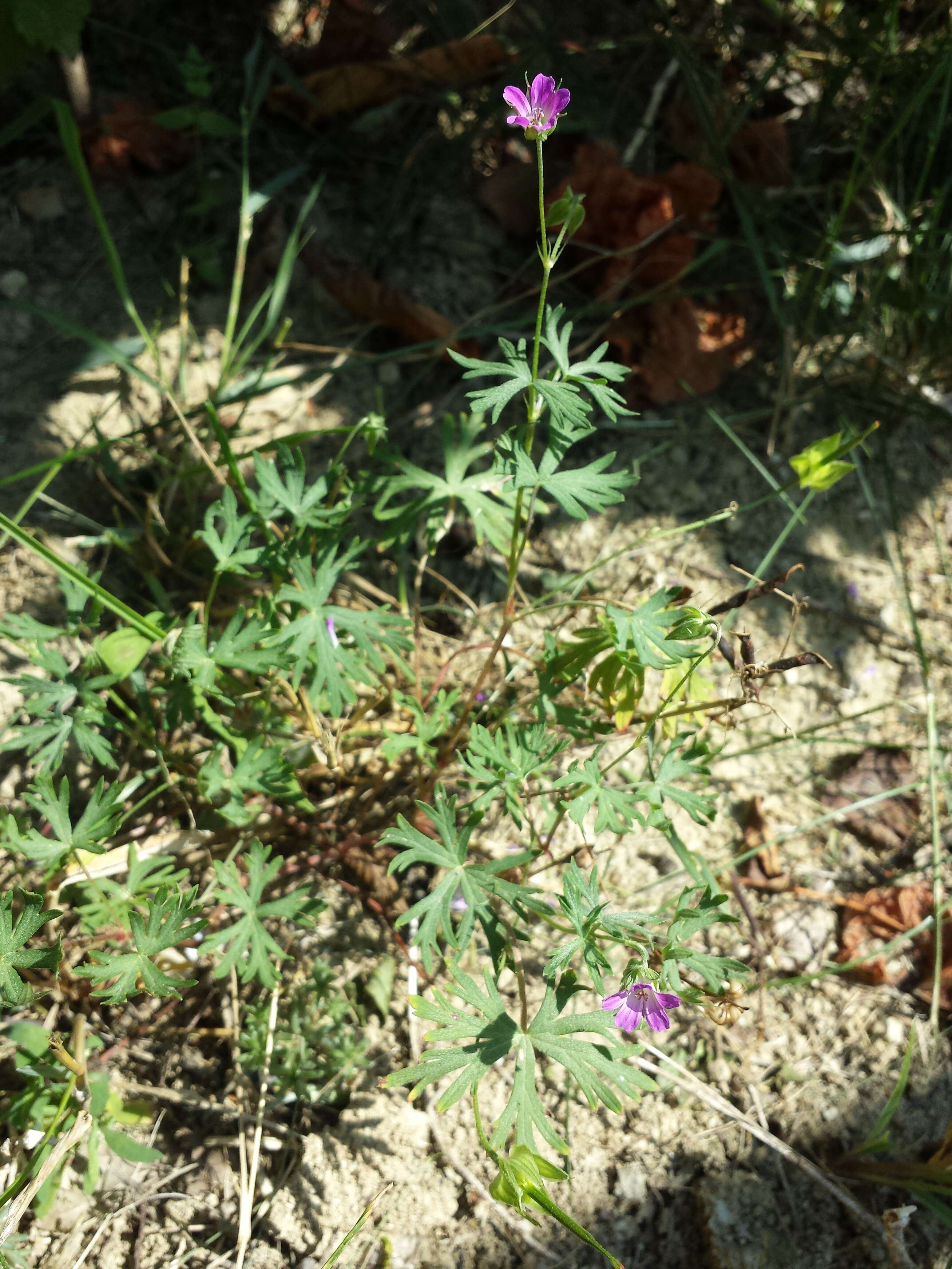 Imagem de Geranium columbinum L.