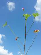 Imagem de Geranium columbinum L.