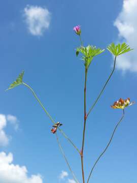 Imagem de Geranium columbinum L.