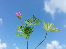 Imagem de Geranium columbinum L.