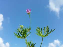 Imagem de Geranium columbinum L.