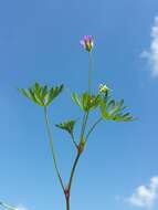 Imagem de Geranium columbinum L.