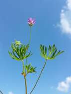 Imagem de Geranium columbinum L.