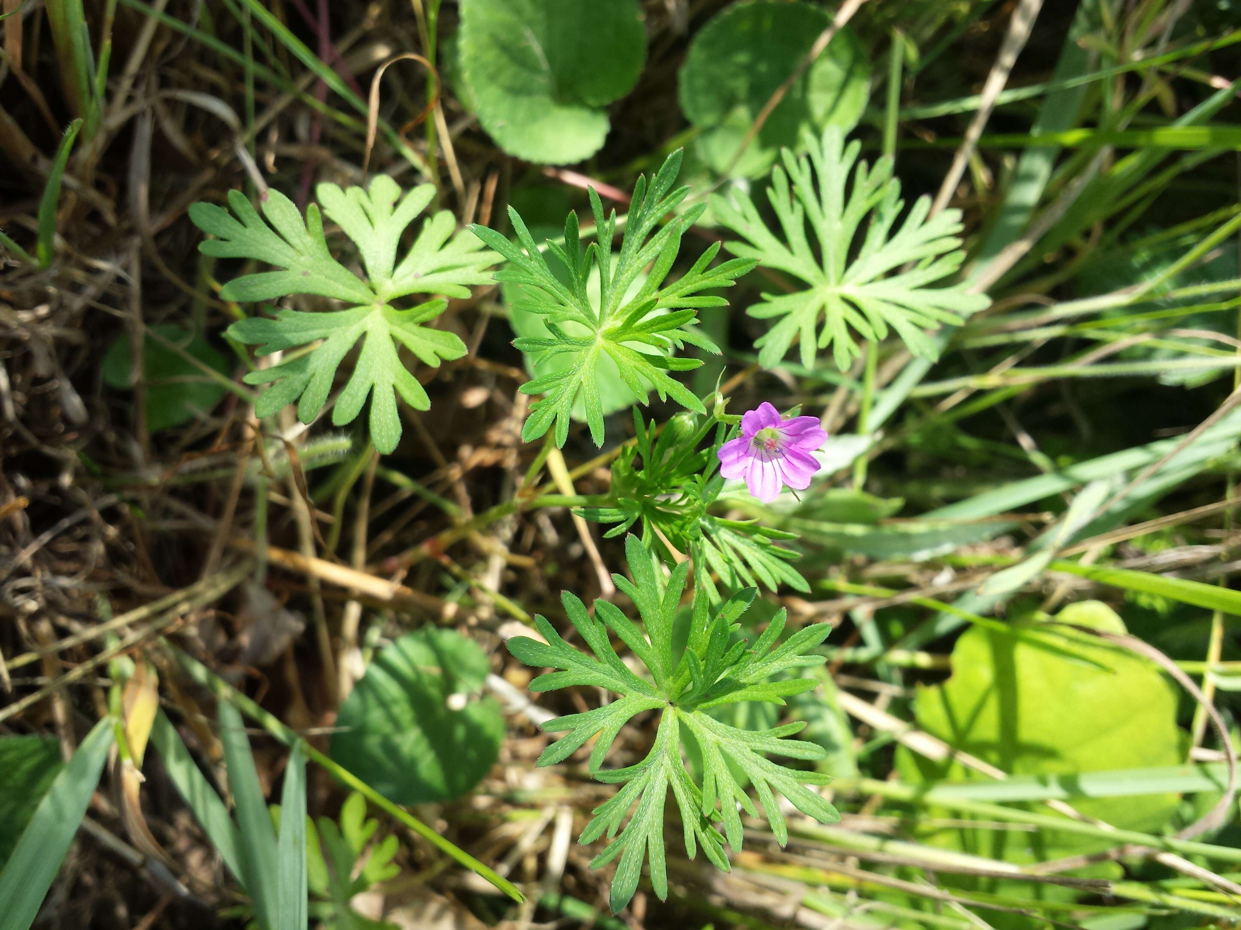 Imagem de Geranium columbinum L.