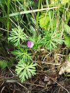 Imagem de Geranium columbinum L.