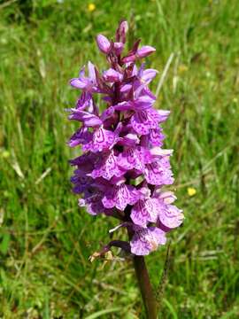 Image of Common spotted orchid