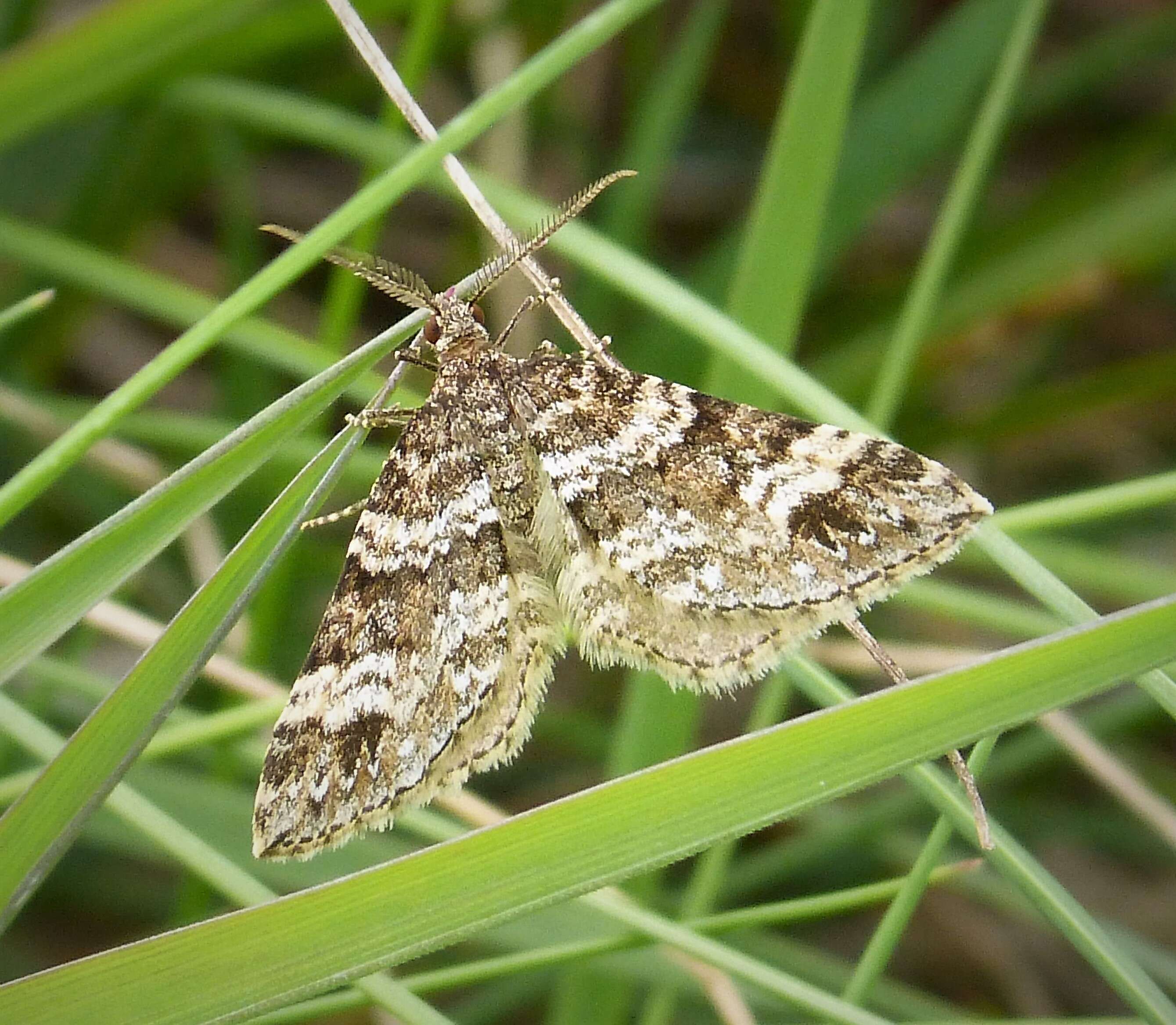 Image of Mesotype didymata