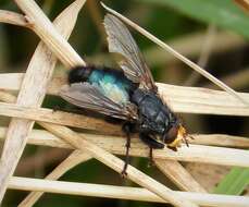 Image of bluebottle blow fly