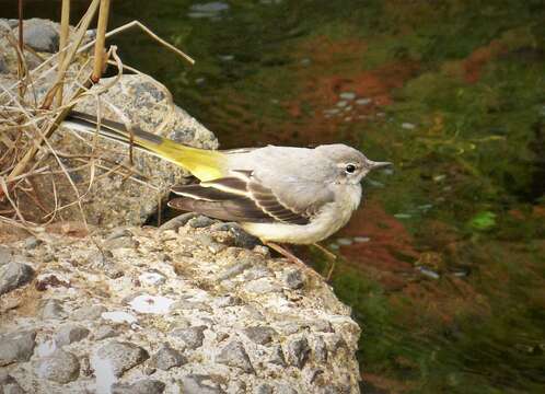 Image of Grey Wagtail