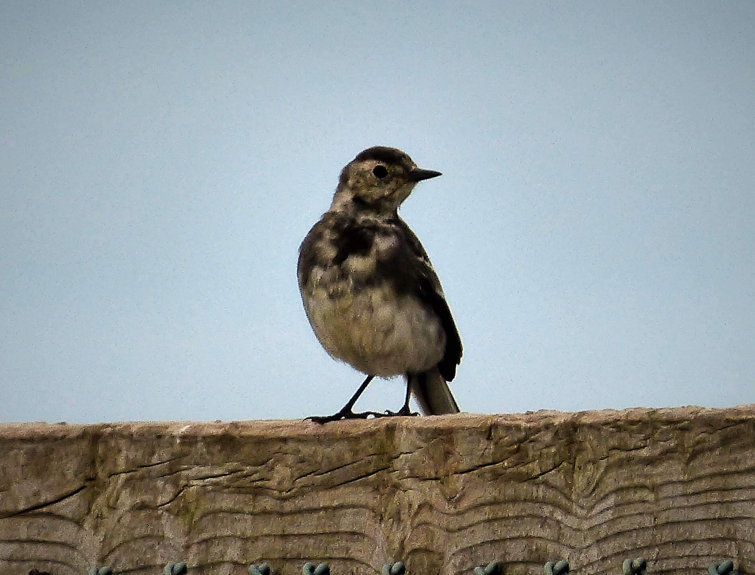 Image of Pied Wagtail and White Wagtail