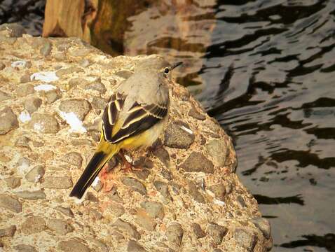 Image of Grey Wagtail