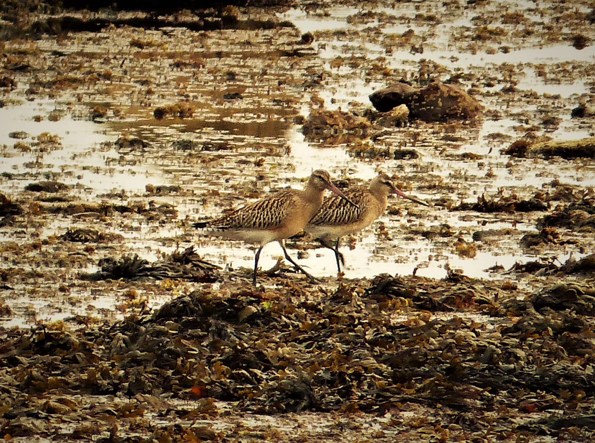 Image of Bar-tailed Godwit