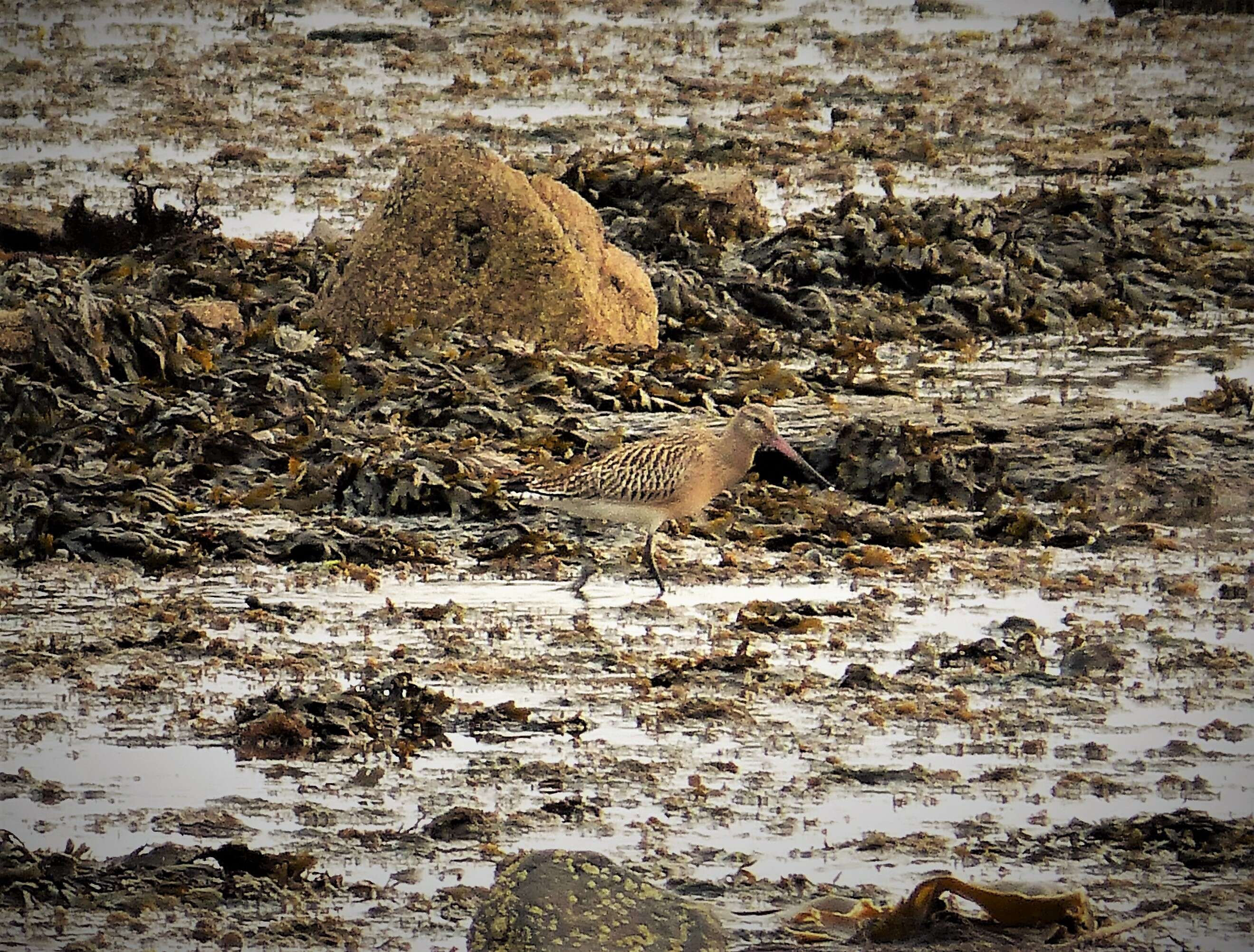 Image of Bar-tailed Godwit