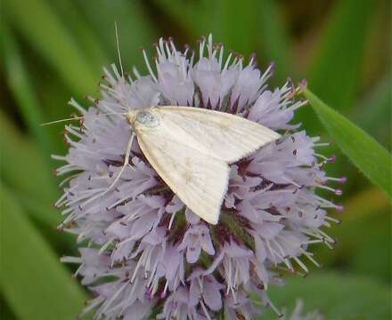 Image of Udea lutealis