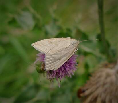 Image of Udea lutealis