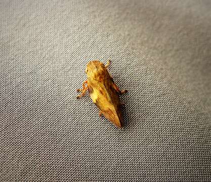 Image of European Alder Spittlebug