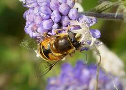 Image of <i>Eristalis horticola</i>