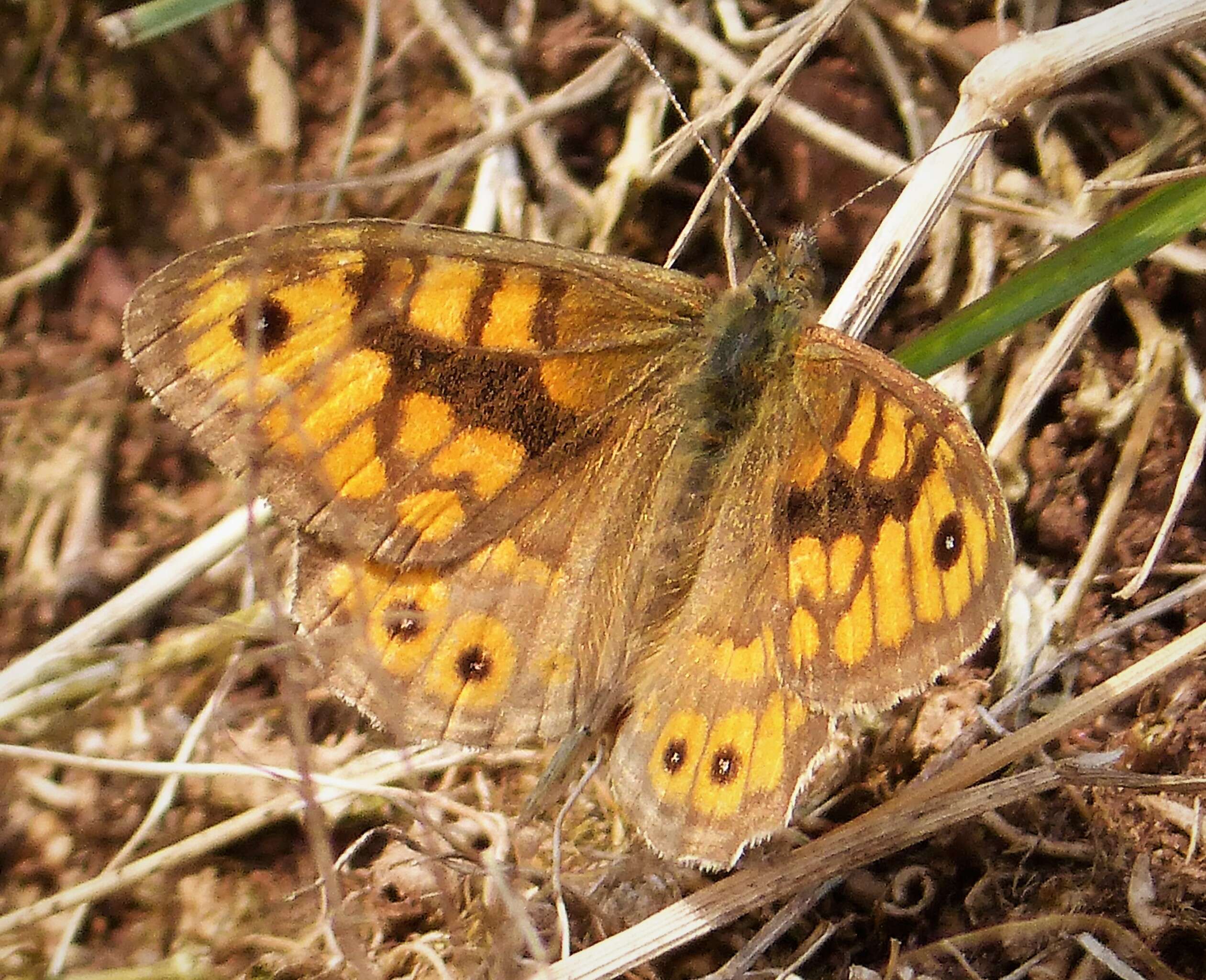 Image of Lasiommata megera