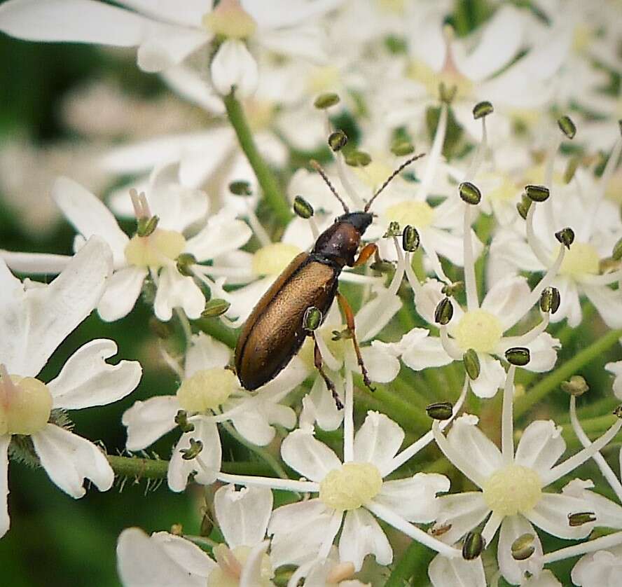 Image of Orsodacne cerasi