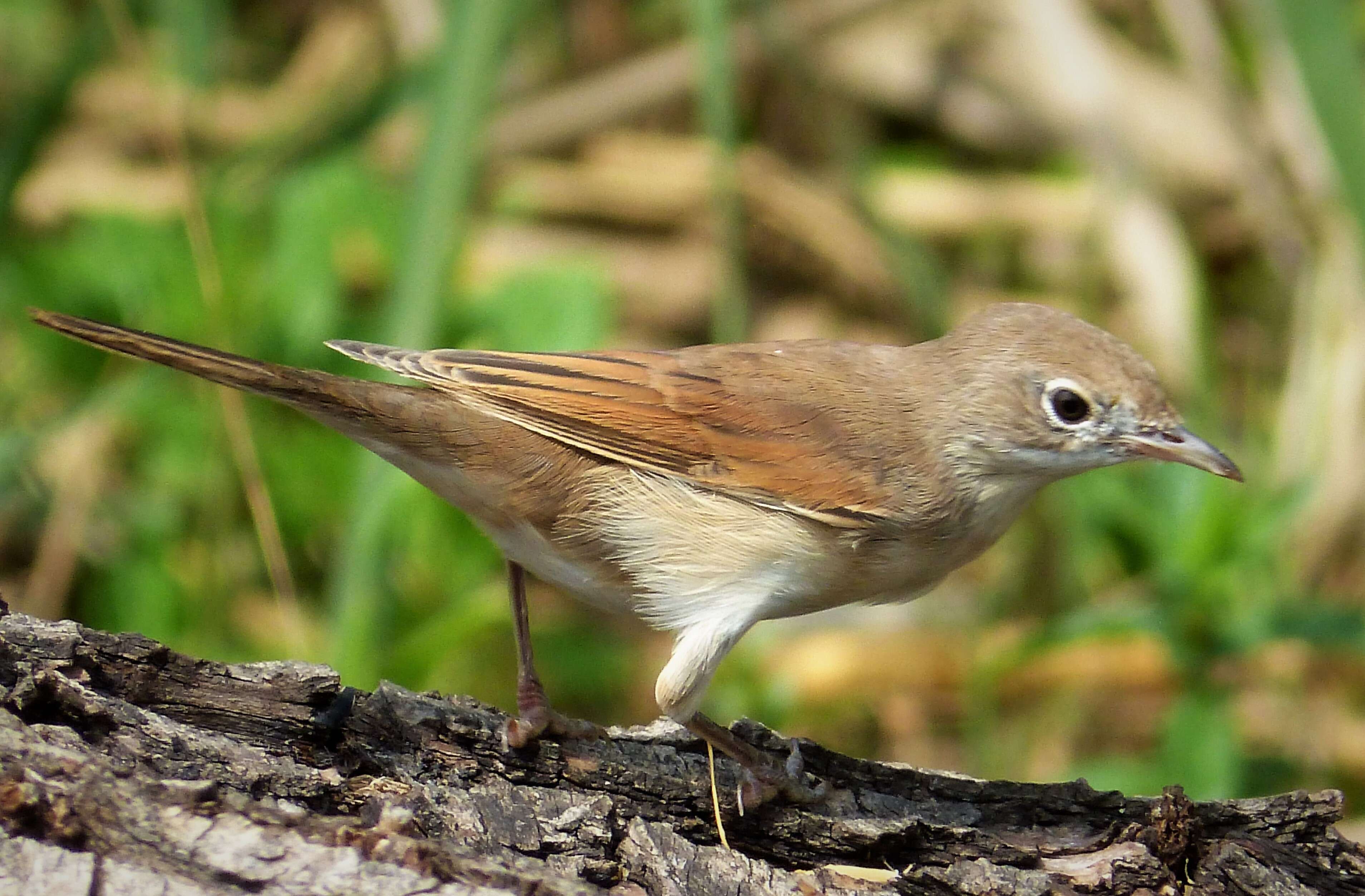 Image of Sylvia communis