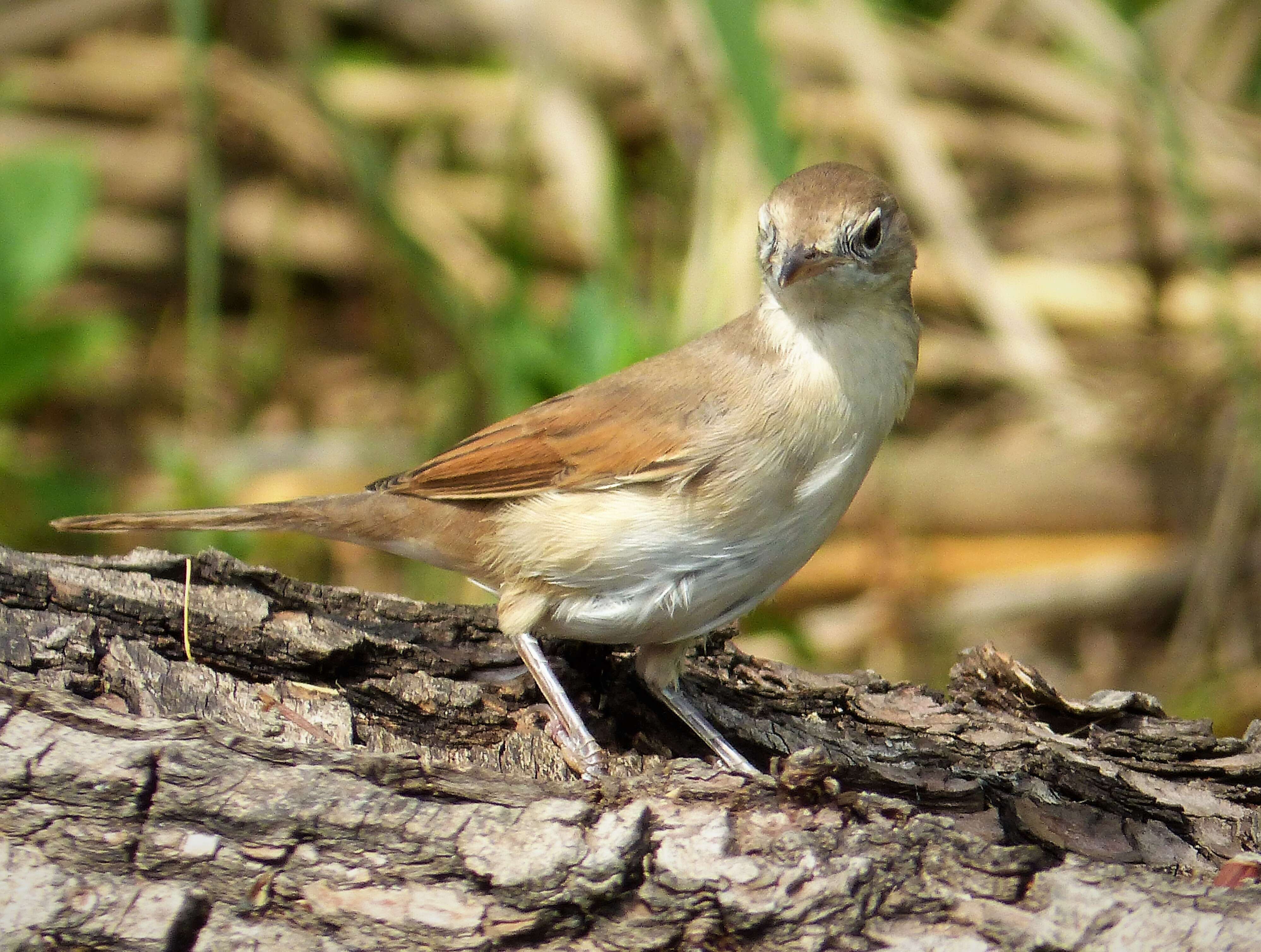 Image of Sylvia communis