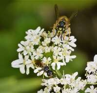 Image of Common wasp