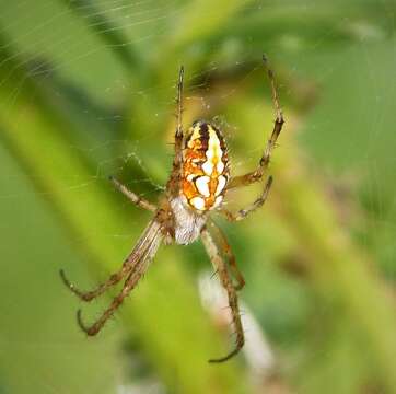 Image of Beautiful Orbweb Spider