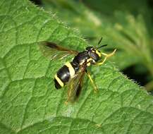 Image de Chrysotoxum bicinctum (Linnaeus 1758)