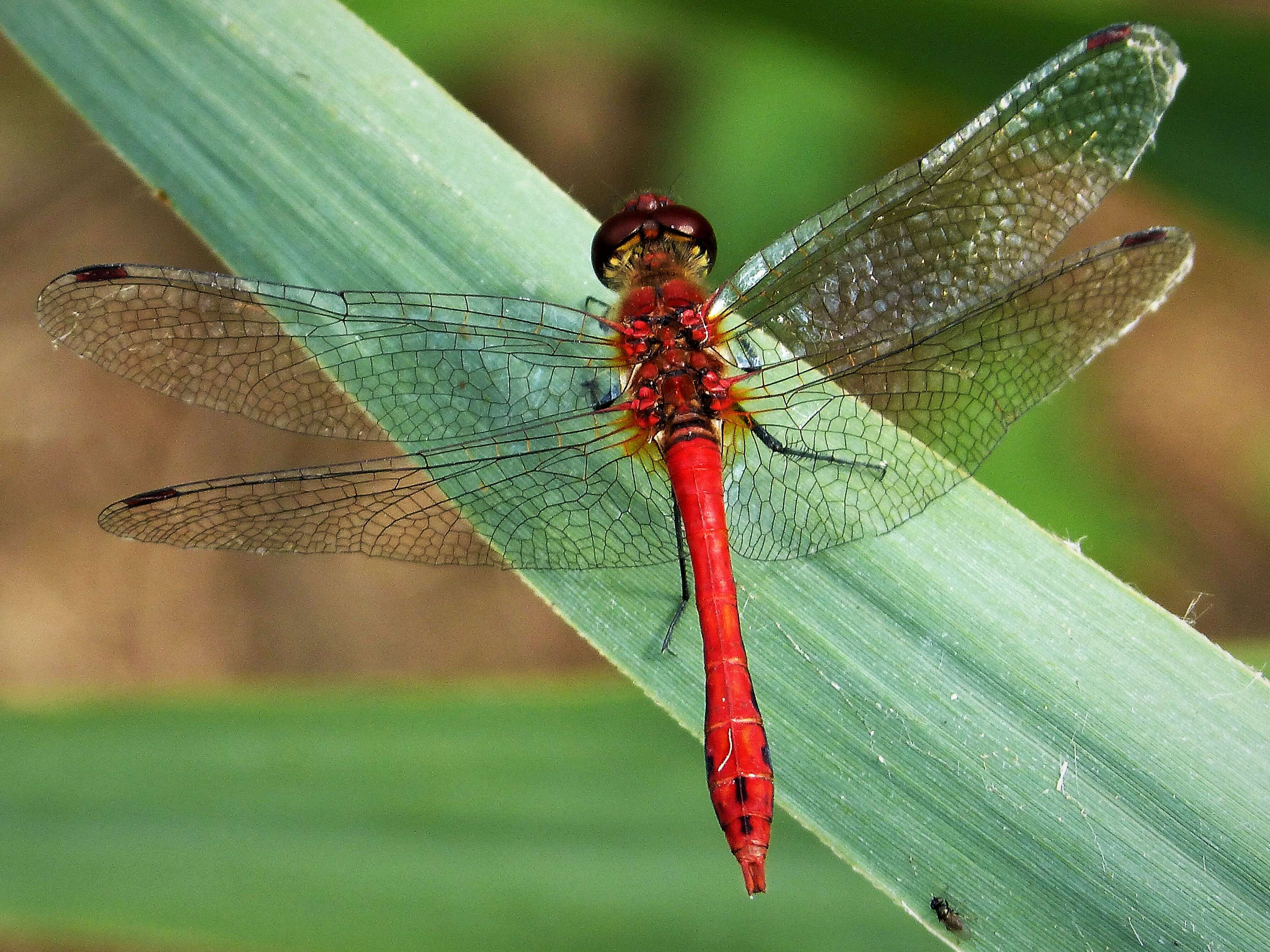 Image of Ruddy Darter