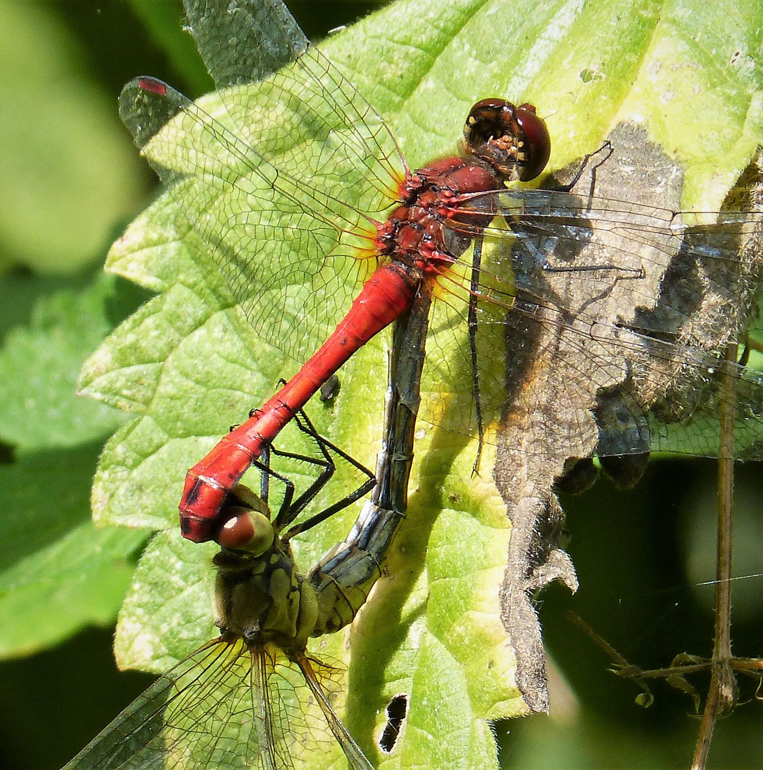 Image of Ruddy Darter