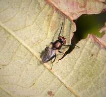 Image of picture-winged flies