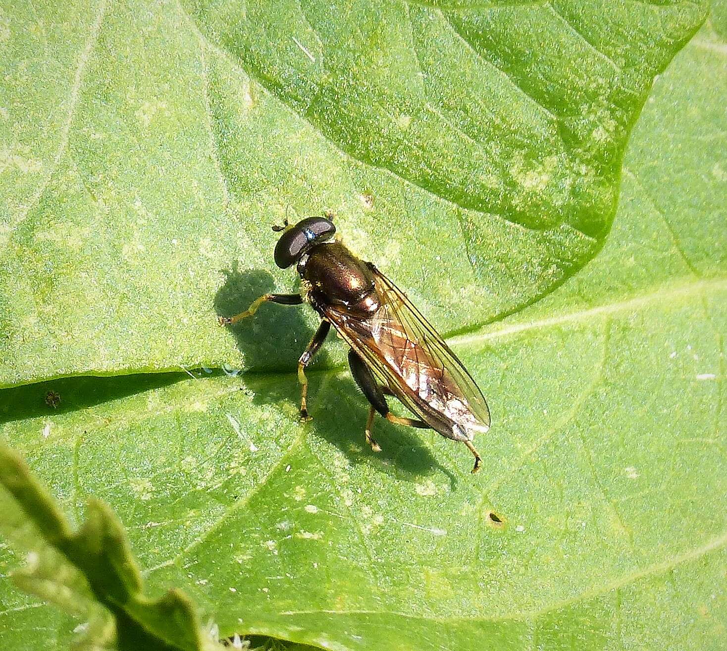 Image of Xylota segnis (Linnaeus 1758)