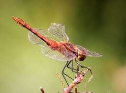 Image of Ruddy Darter