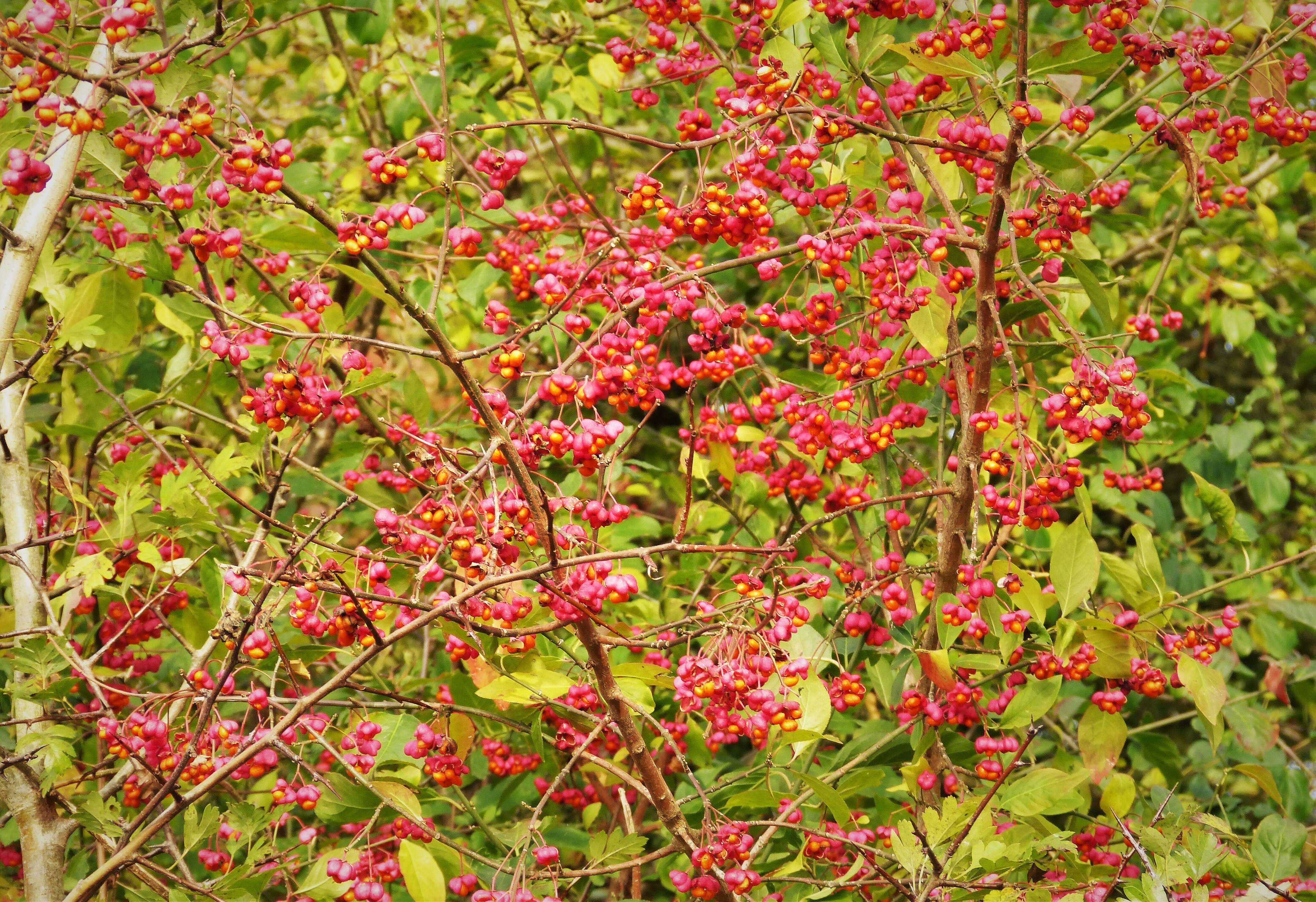 Image of Common spindle tree