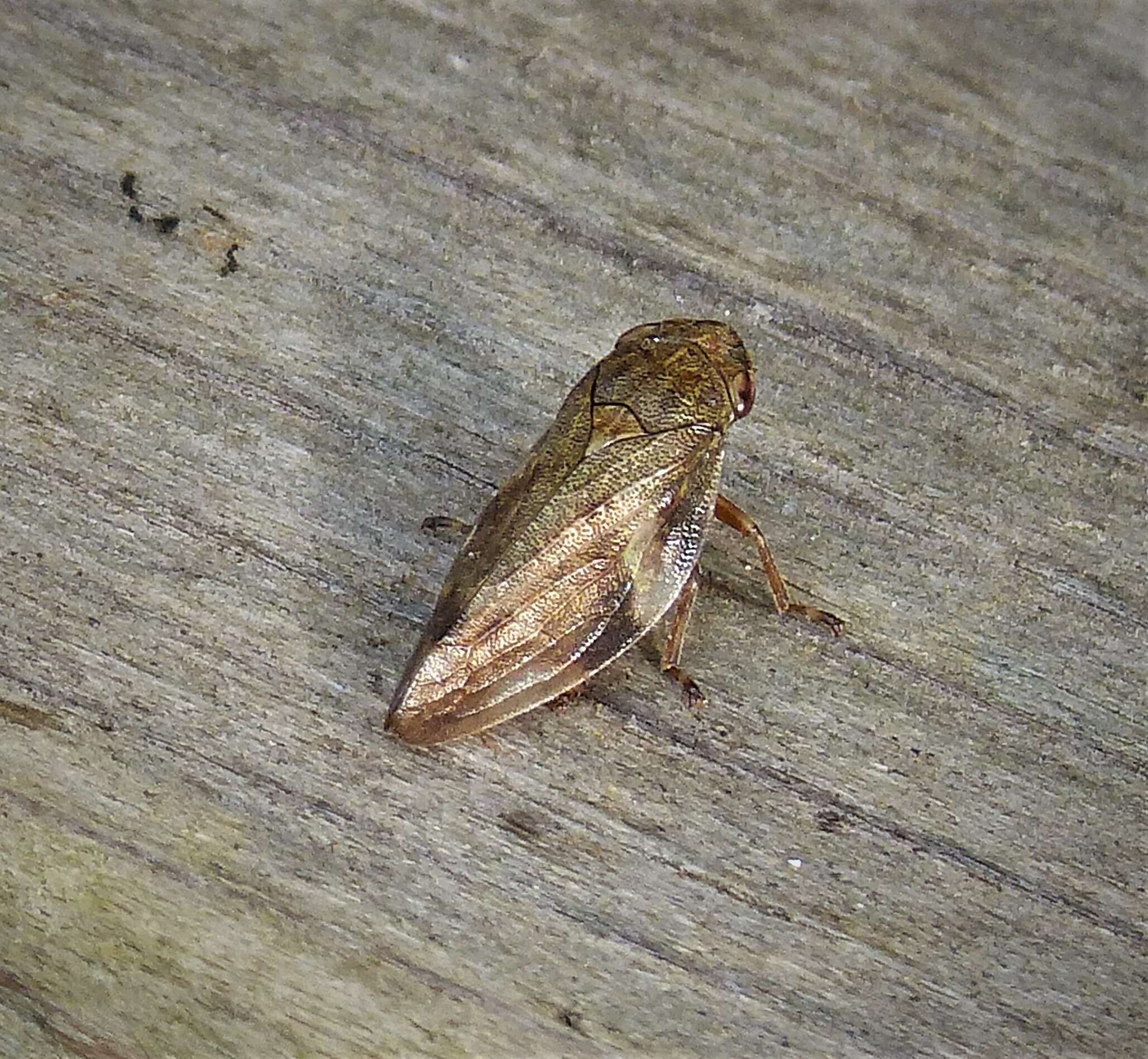 Image of European Alder Spittlebug