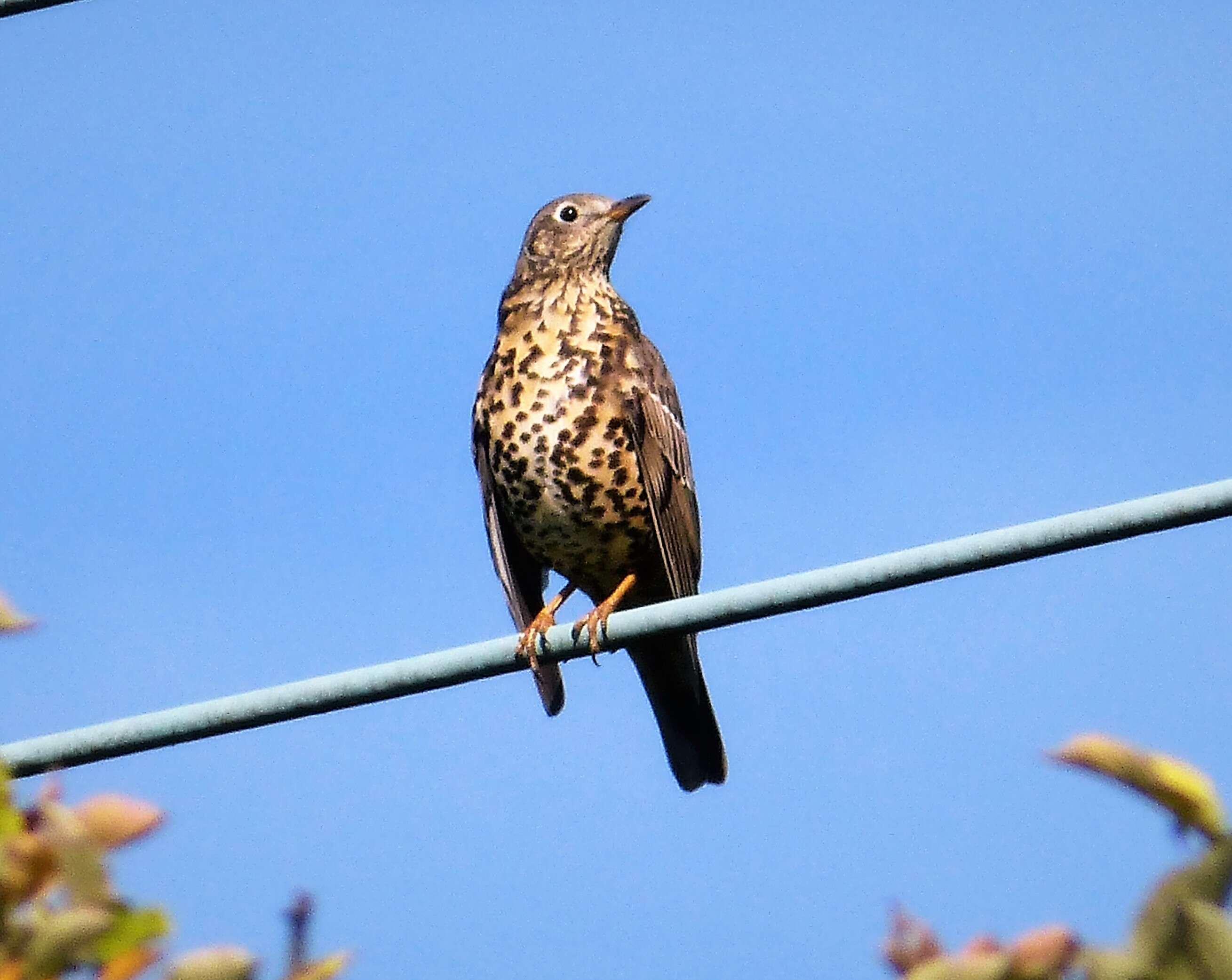 Image of Mistle Thrush