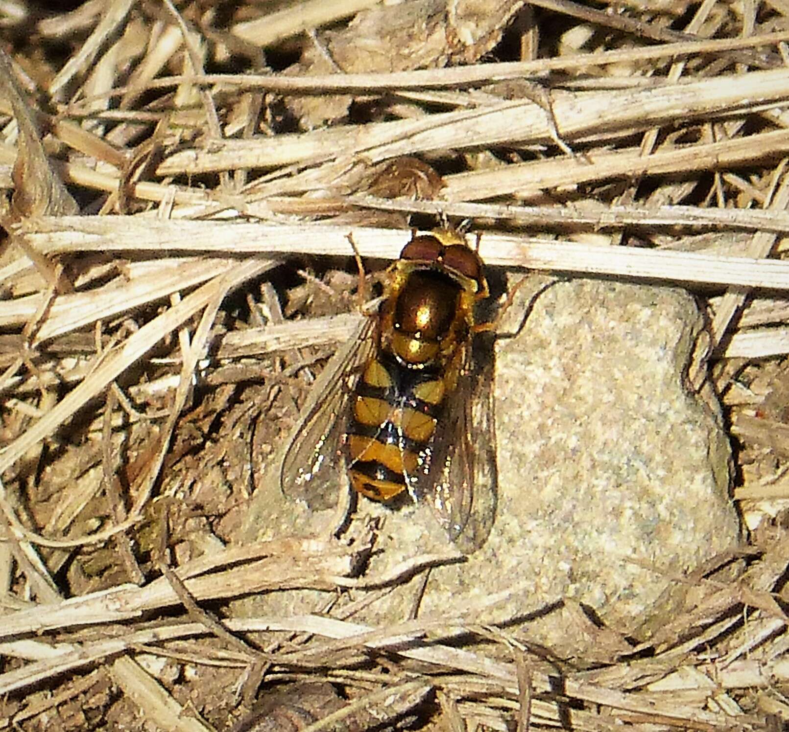 Image of Eupeodes latifasciatus (Macquart 1829)