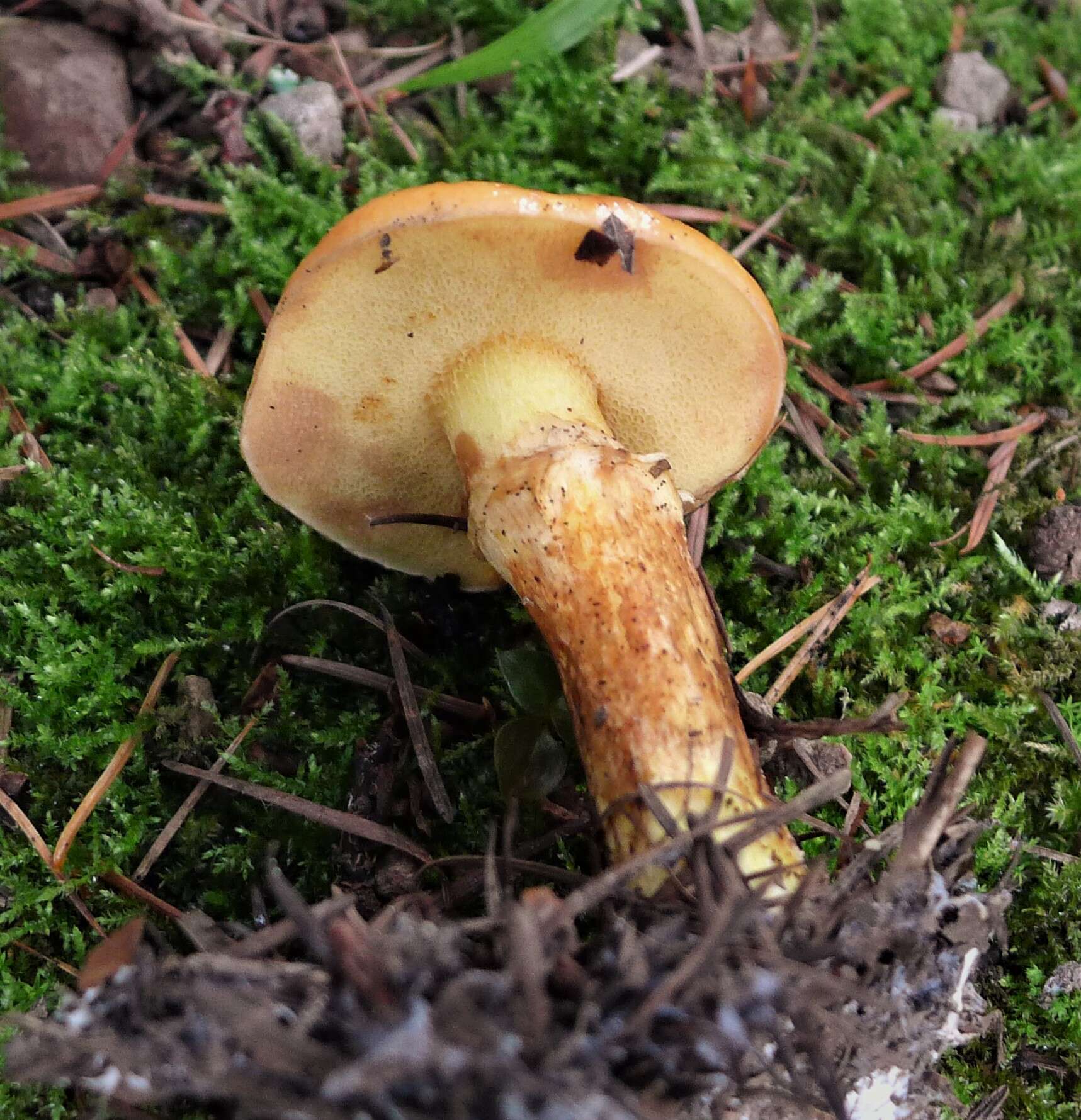 Image of Suillus grevillei (Klotzsch) Singer 1945