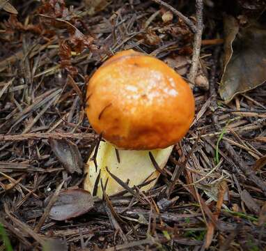 Image of Suillus grevillei (Klotzsch) Singer 1945