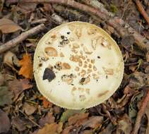 Image of False deathcap